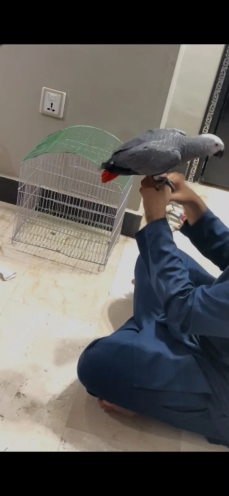 african grey parrot silver female — photo 7