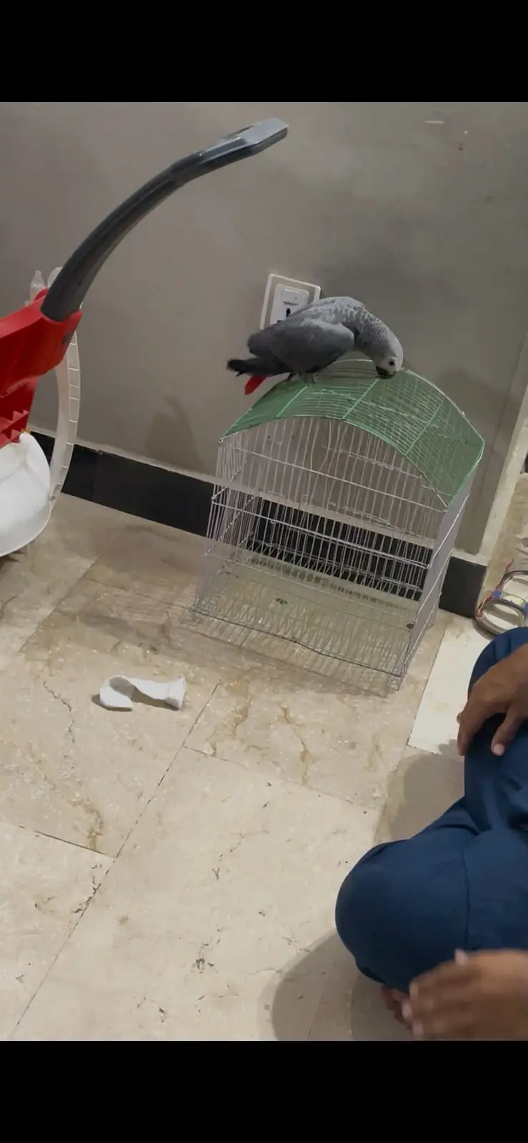 african grey parrot silver female — photo 8
