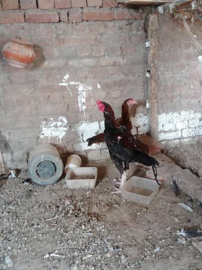 aseel Sindhi jora