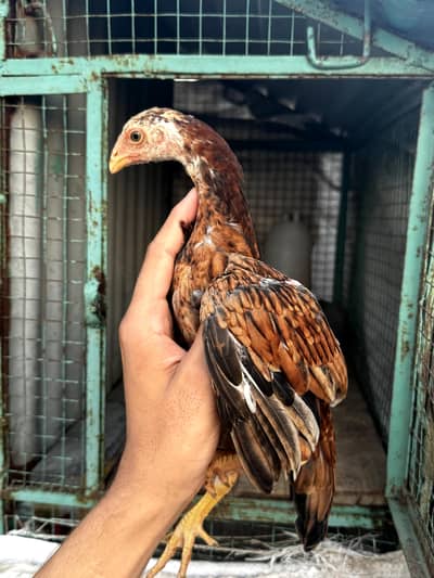 High quality mainwali female pair for sale