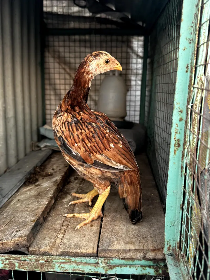 High quality mainwali female pair for sale — photo 2