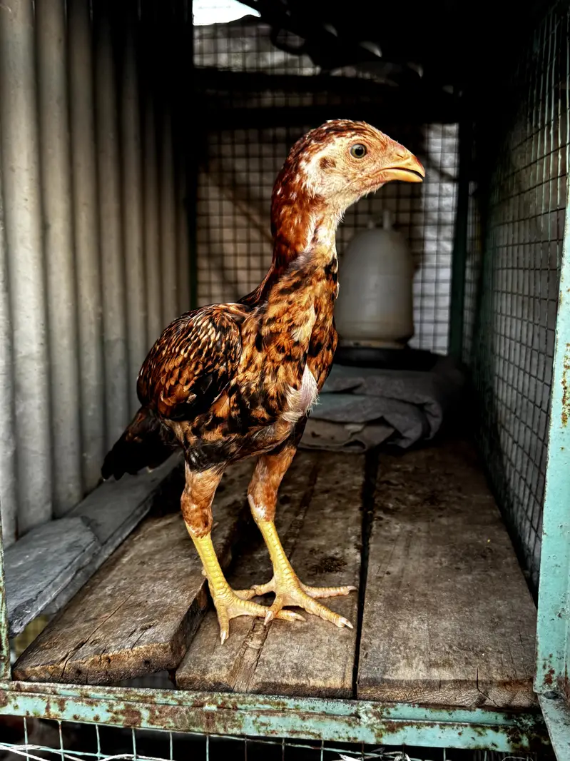High quality mainwali female pair for sale — photo 3