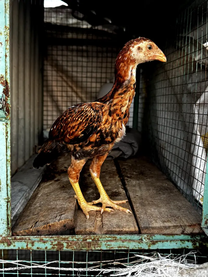 High quality mainwali female pair for sale — photo 4