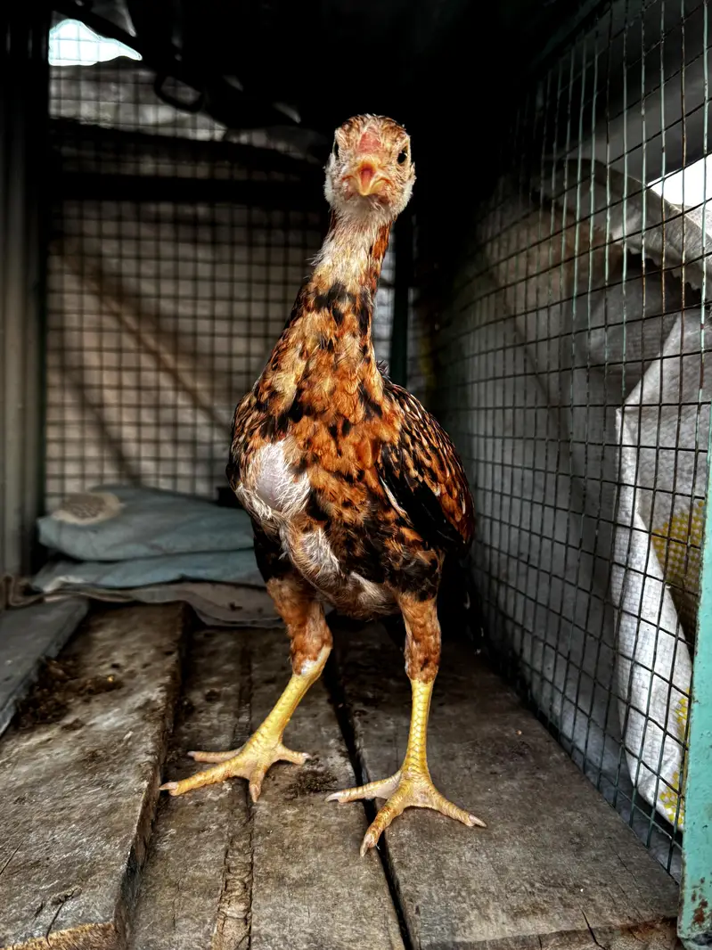 High quality mainwali female pair for sale — photo 5