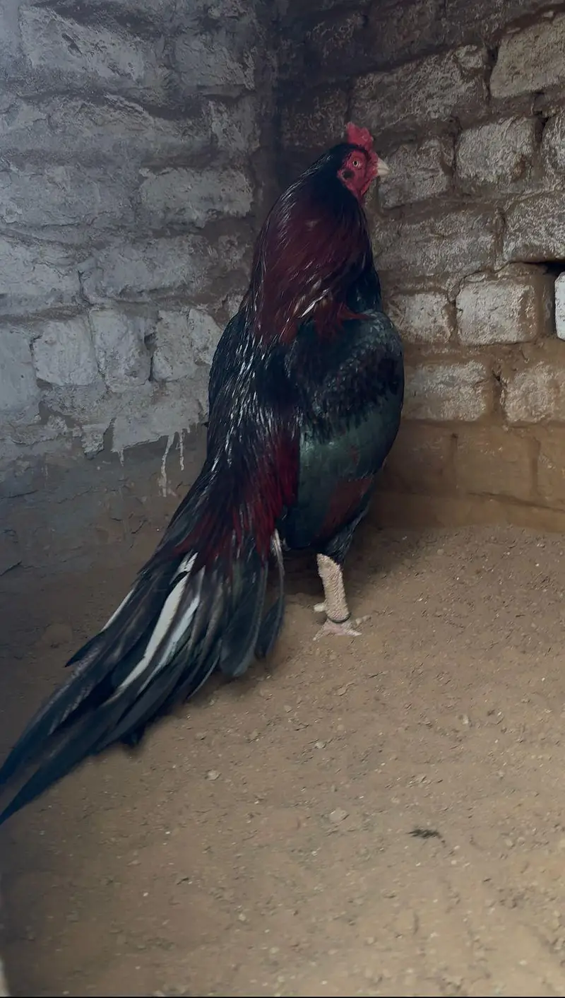 High quality mainwali female pair for sale — photo 8