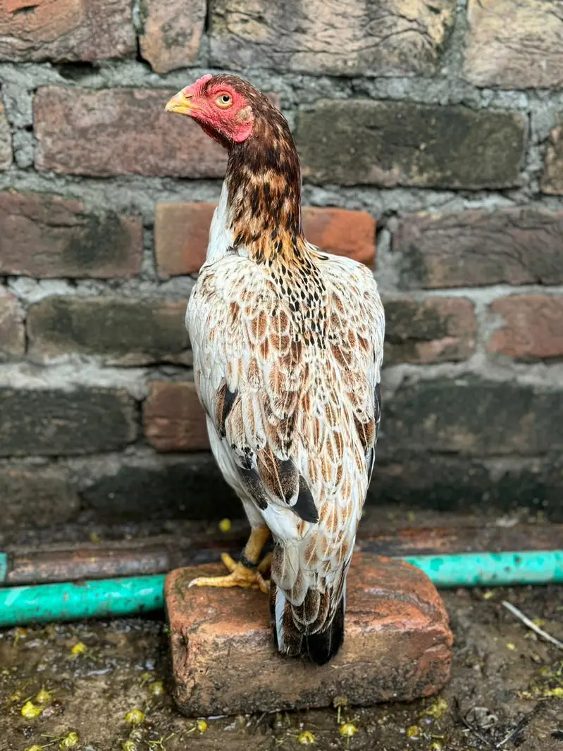 High quality mainwali female pair for sale — photo 9