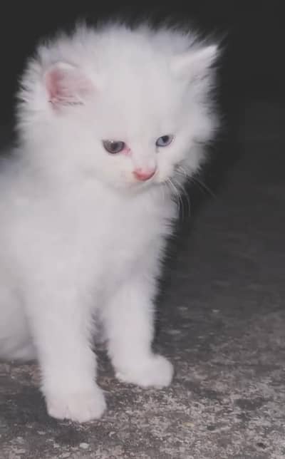 Persian cat for my sale my Watsap Number 0324*3829803