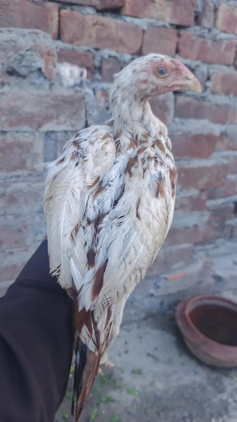 mianwali male / Heera santool female and chicks available — photo 2