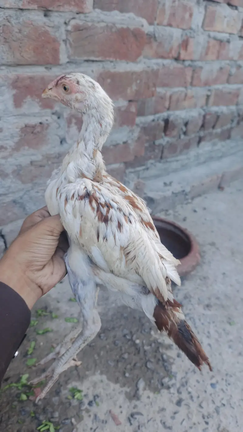 mianwali male / Heera santool female and chicks available — photo 3