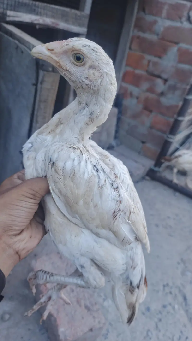 mianwali male / Heera santool female and chicks available — photo 4