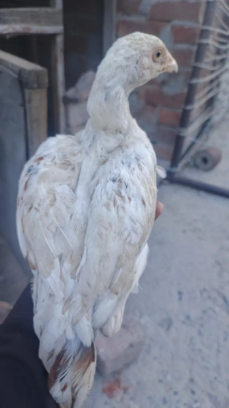 mianwali male / Heera santool female and chicks available — photo 5