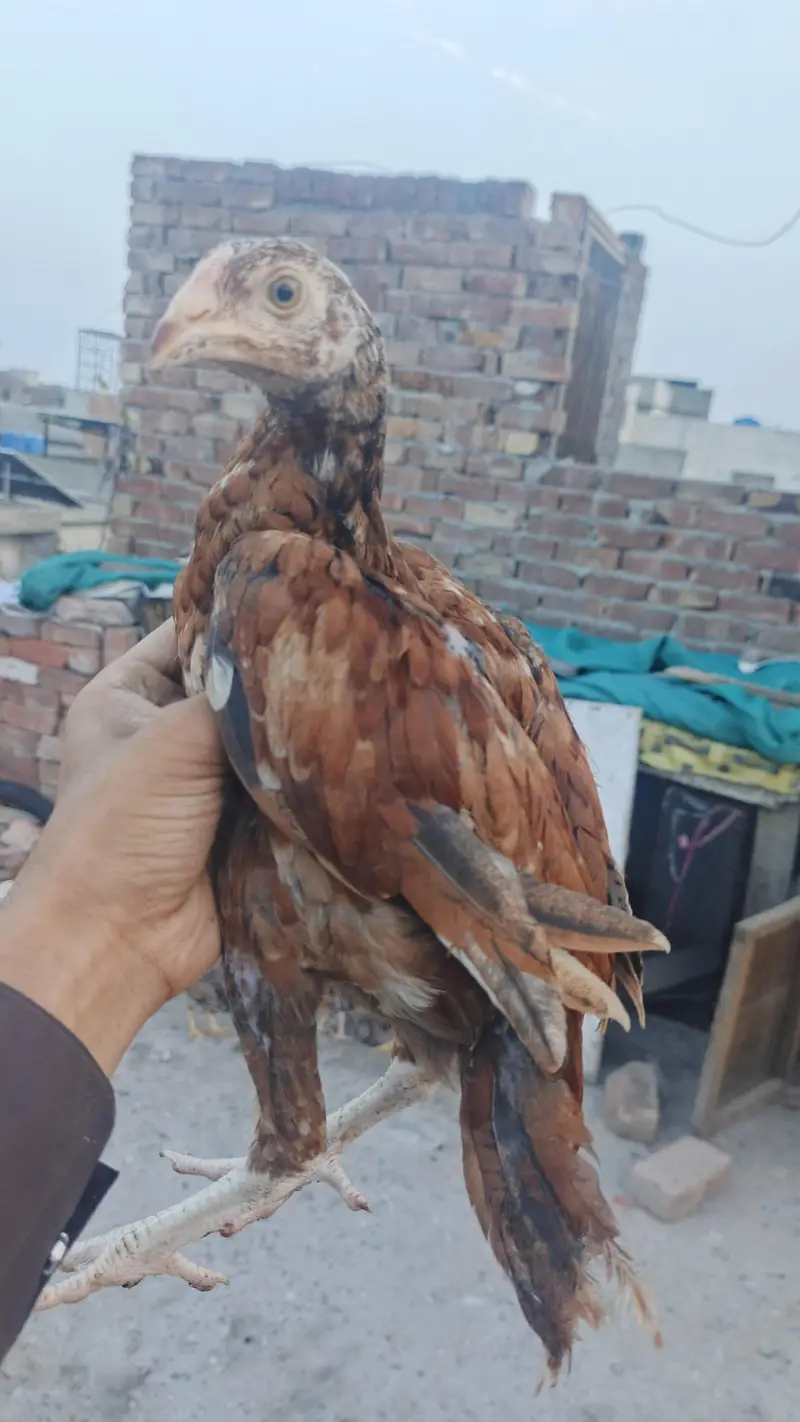 mianwali male / Heera santool female and chicks available — photo 6