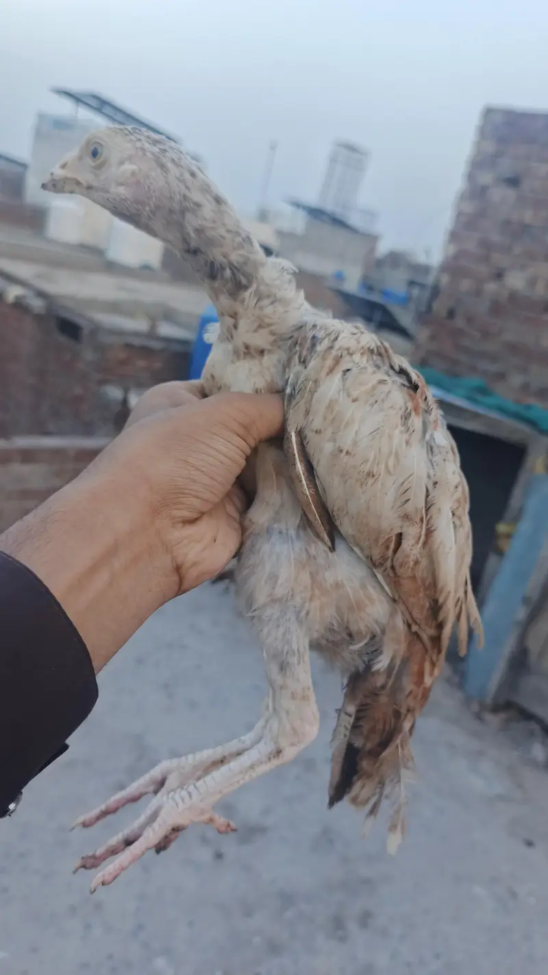mianwali male / Heera santool female and chicks available — photo 7