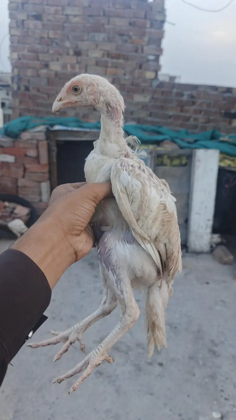 mianwali male / Heera santool female and chicks available — photo 8