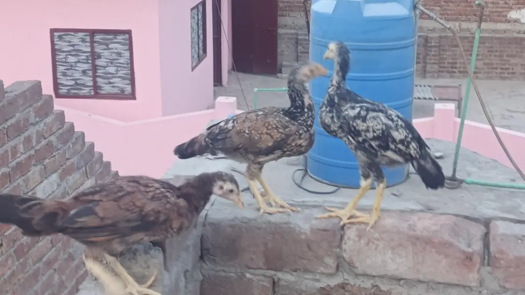 mianwali male / Heera santool female and chicks available — photo 9