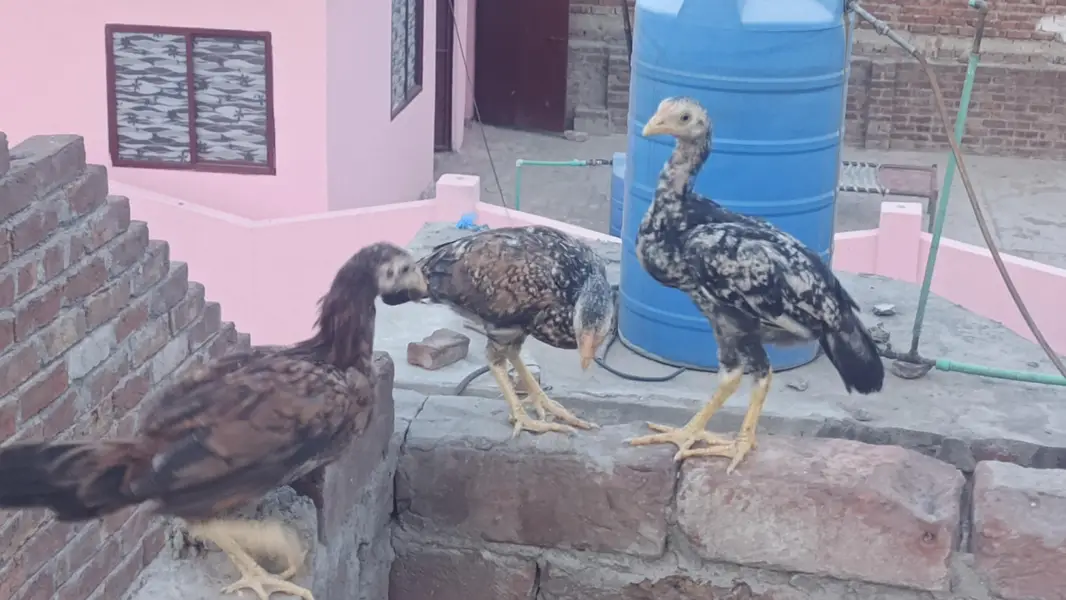 mianwali male / Heera santool female and chicks available — photo 10