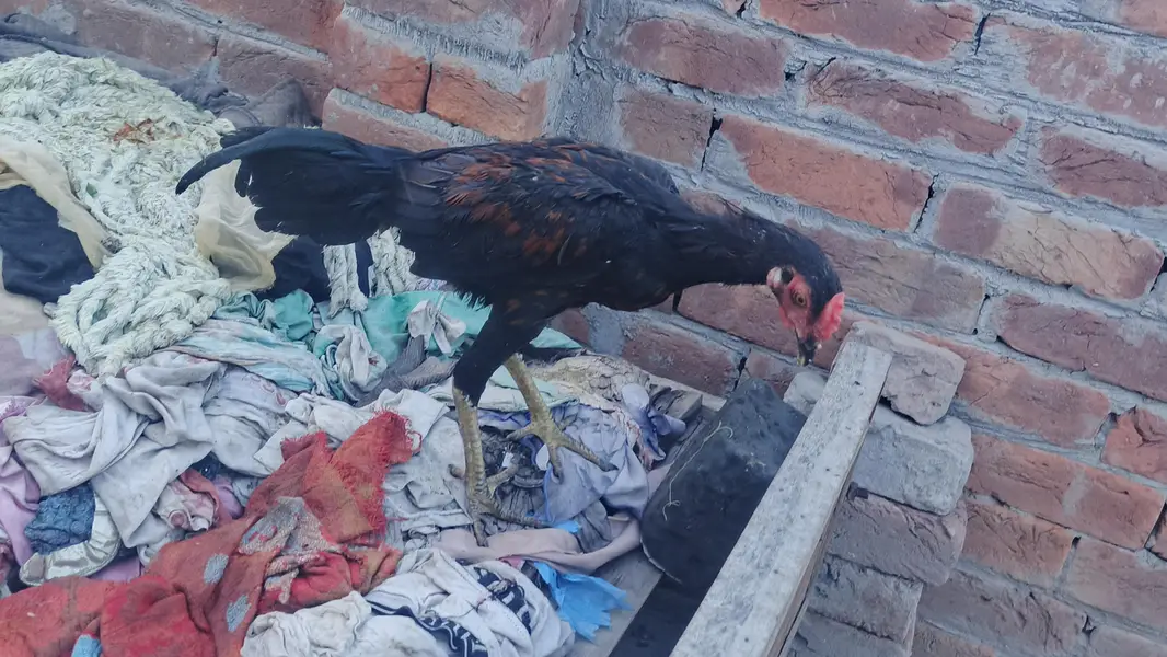 mianwali male / Heera santool female and chicks available — photo 11