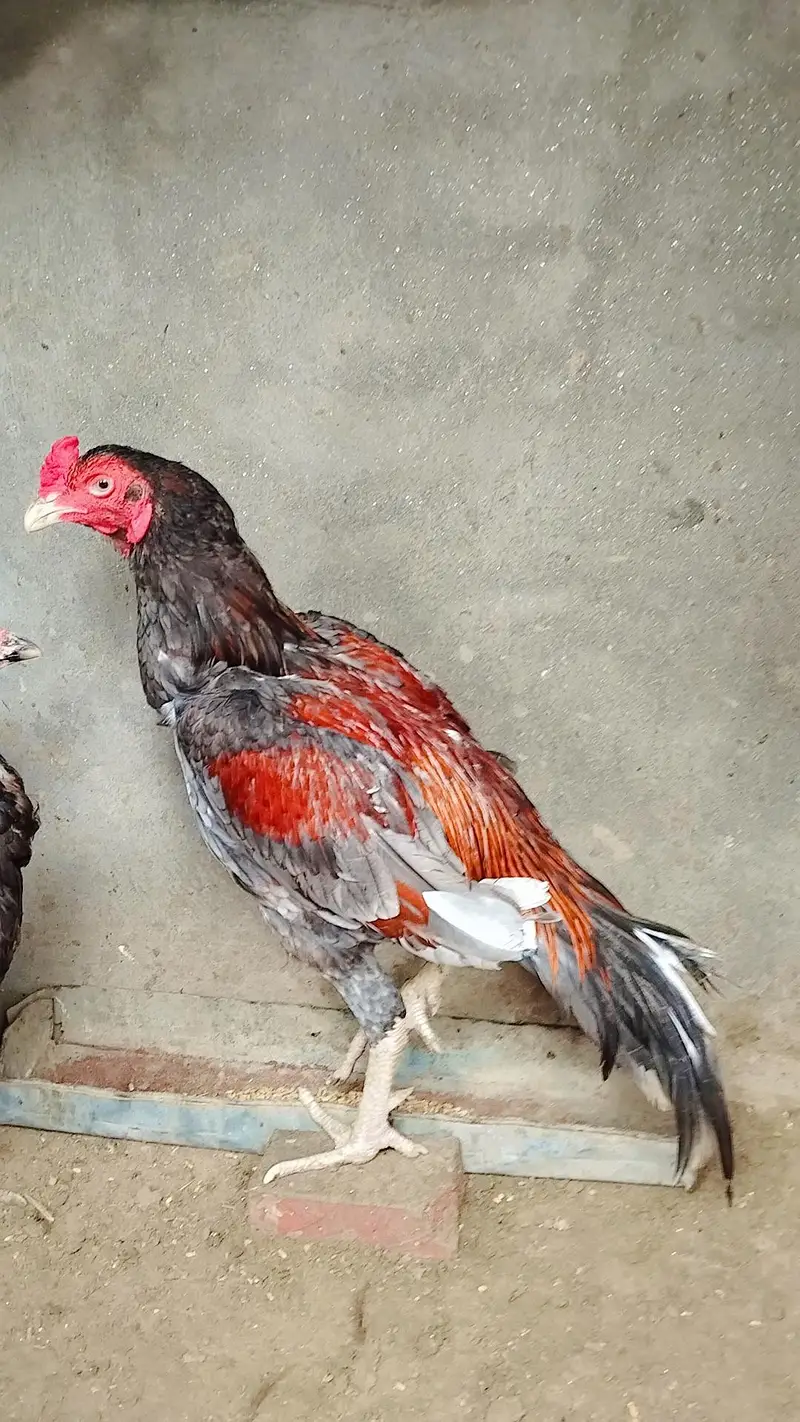 Aseel lassani murga, Aseel mianwali murga,Aseel lassani murgia,mushkap — photo 11