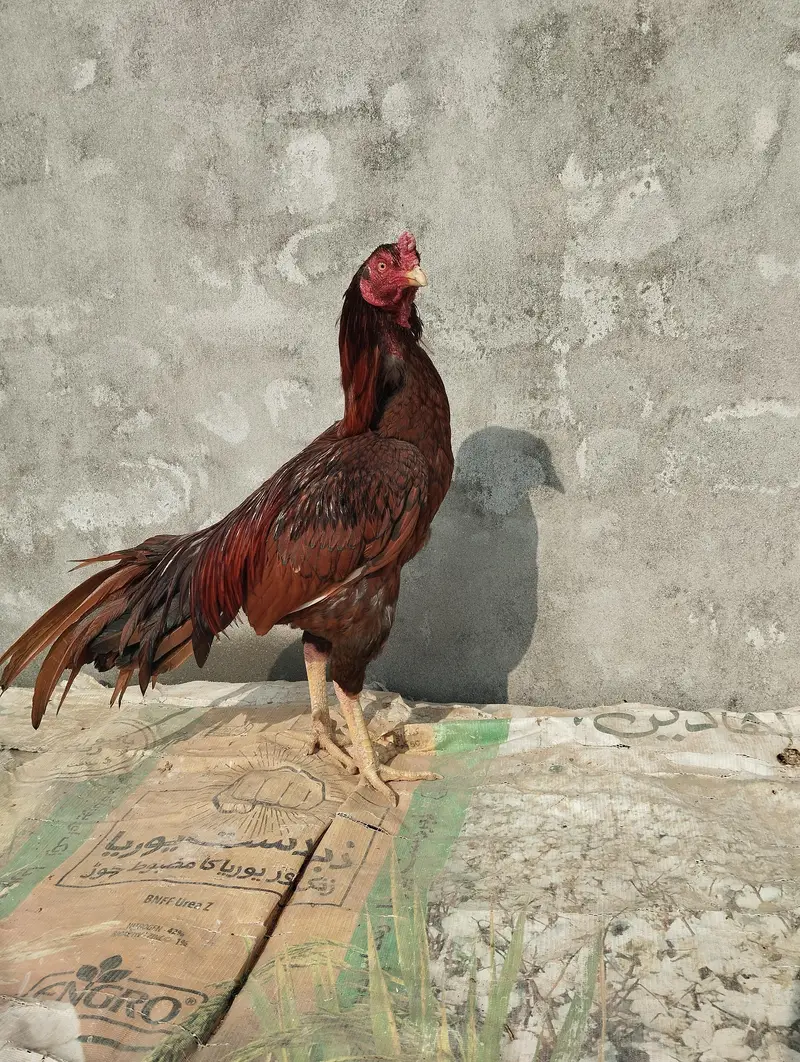 Aseel lassani murga, Aseel mianwali murga,Aseel lassani murgia,mushkap — photo 12
