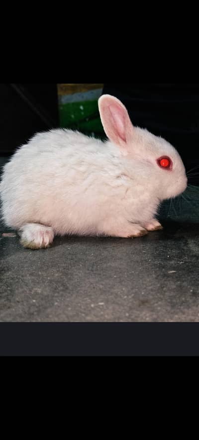 hotot rabbit