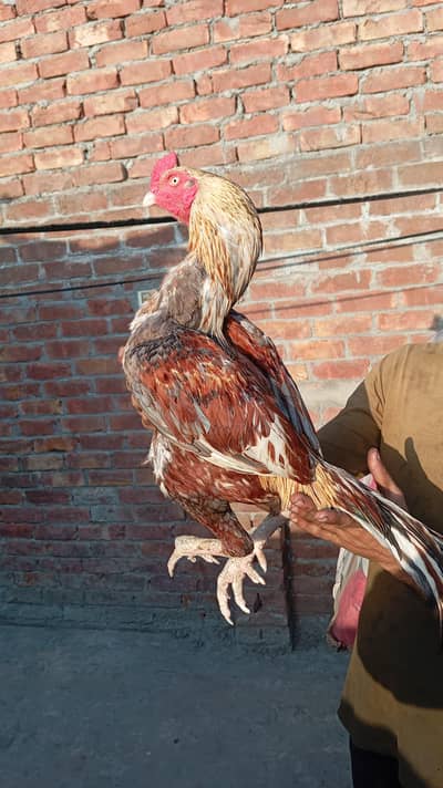 8000 aseel Sindhi murgan