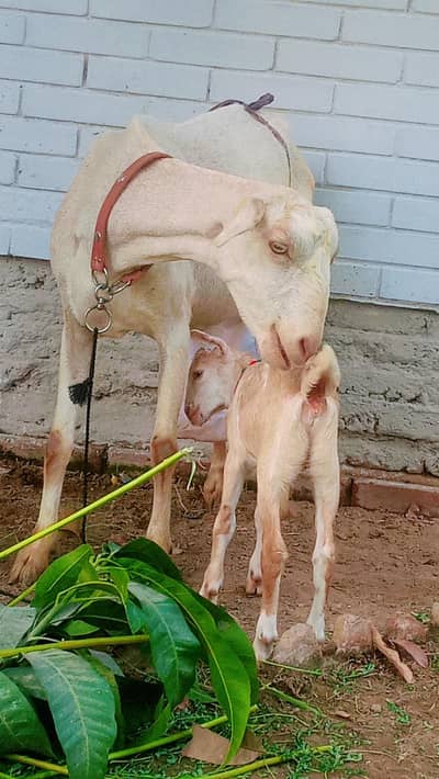 bakri for sale