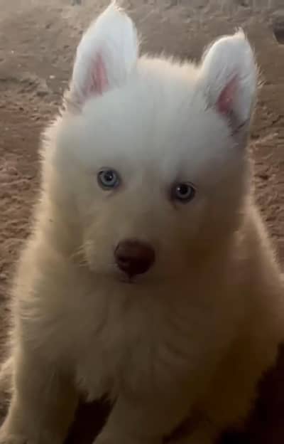 siberian Husky