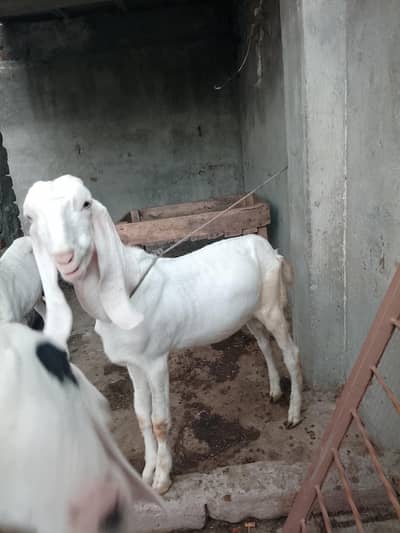 Rajan puri bakria bakry