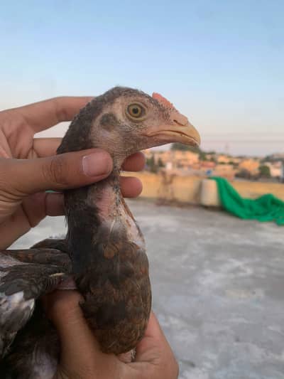 High Quality Aseel Chicks