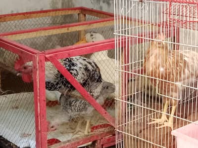 2 Hens & 1 Rooster for Sale