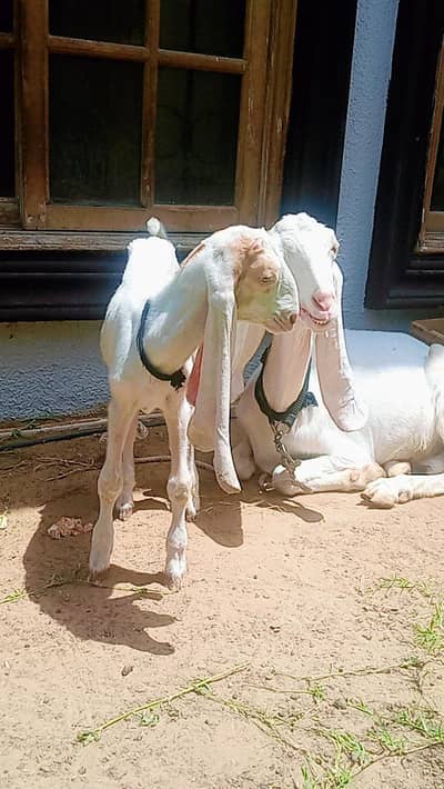 Bakri & bacha 2.5month for sale