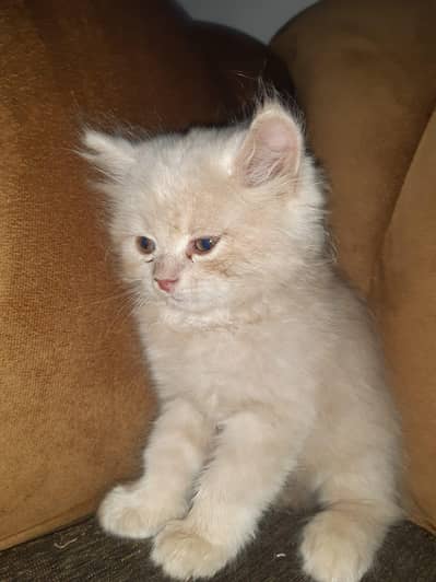 "Adorable Persian kitten – Healthy & Well-Cared-For"