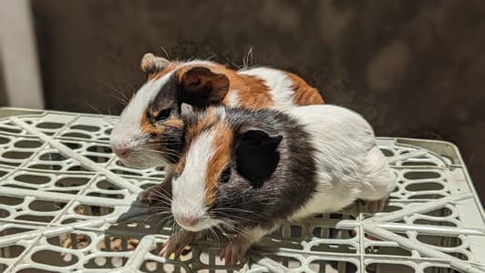GUINEA PIG/ENGLISH CAVIES