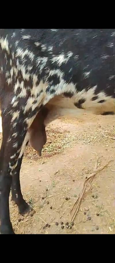 Bakri