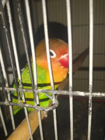  Hand Tame Lovebird Female, Tame Cocktail & Budgies Available 