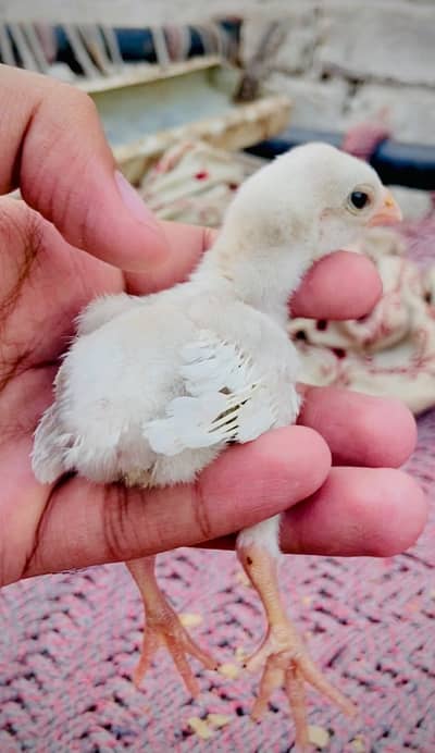 Indian Tamilnadou Parrot Beak Long tail Aseel X Thai Female