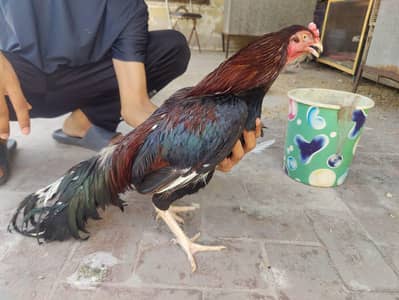 aseel breeder lakha murgha hean