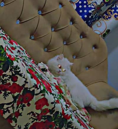 urgent for sale Persian cat