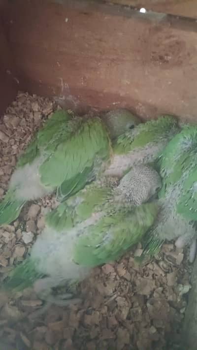 Wildlife registered Kashmiri Raw Parrots