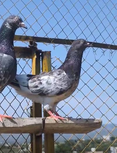 High flyer pair for sale