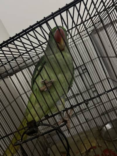 Raw Parrot per sale 1 year agr methu botla ha ur chitti marta h