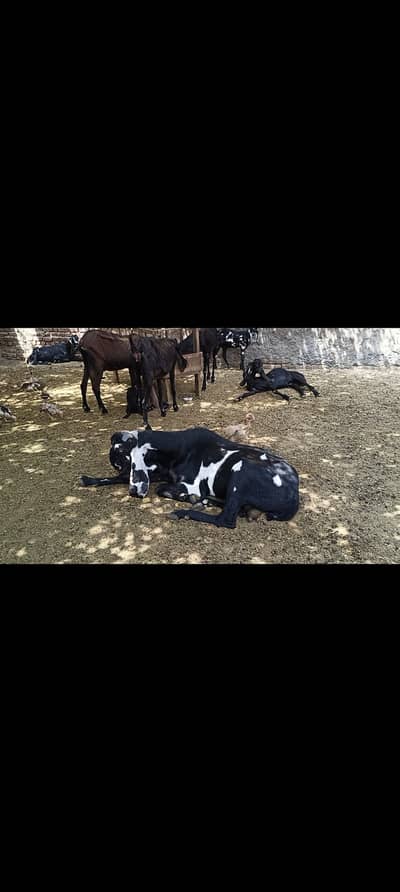 6 dant beetal Breeder bakra
