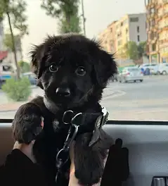 German shepherd puppy for sale / GSD — photo 2