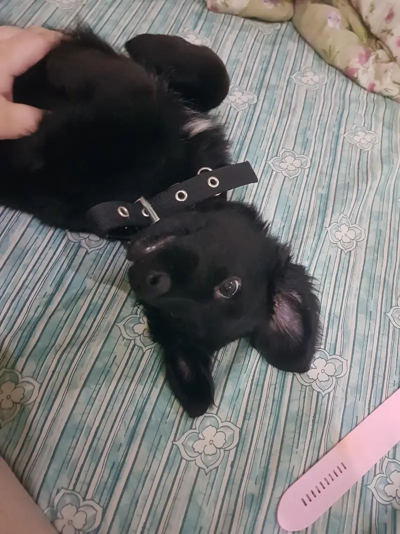 German shepherd puppy for sale / GSD — photo 5