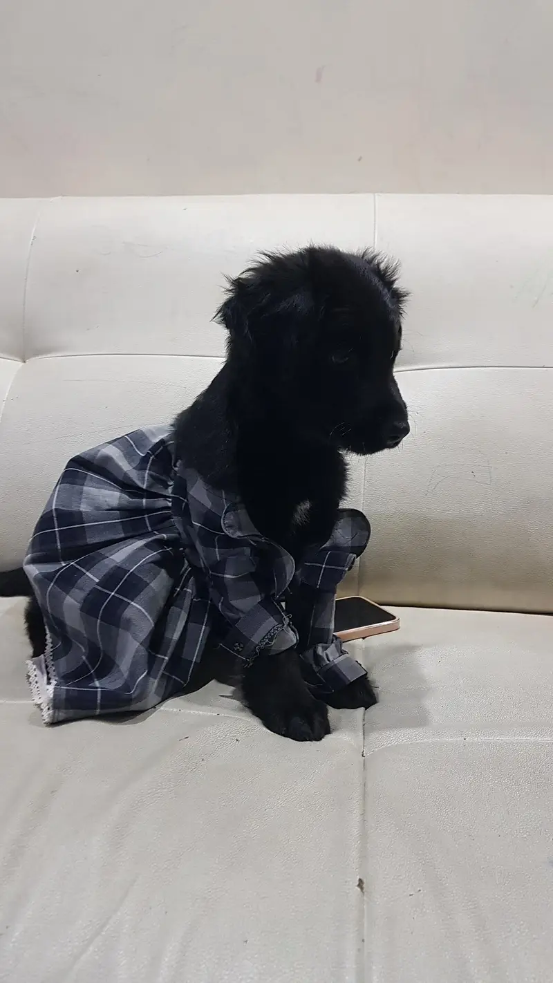 German shepherd puppy for sale / GSD — photo 6