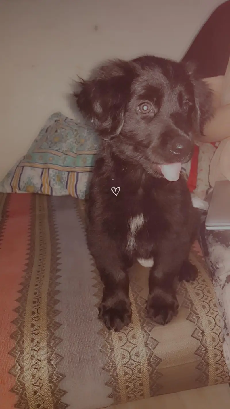 German shepherd puppy for sale / GSD — photo 7
