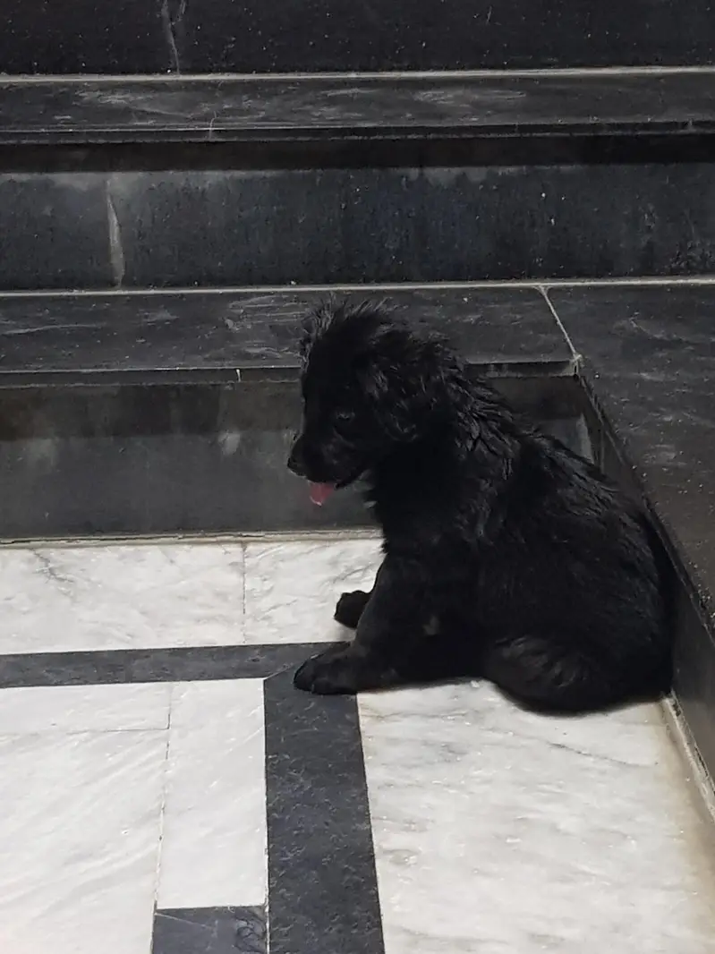 German shepherd puppy for sale / GSD — photo 9