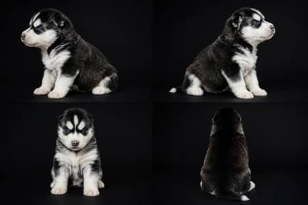 Pure Siberian Husky Blue Eyes Puppy Available