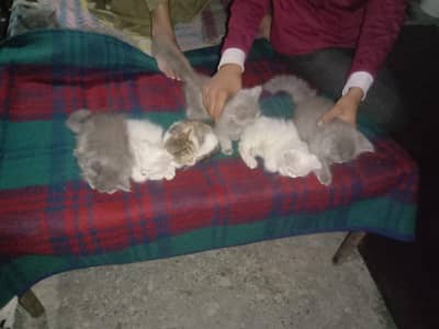 home reagelar cats