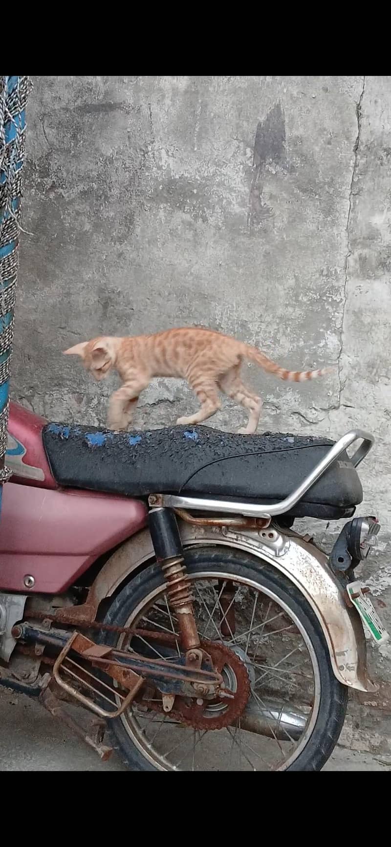 kittens 1